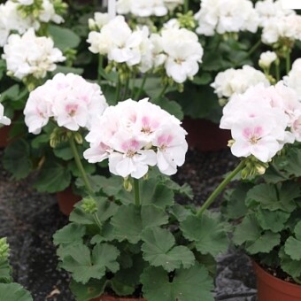 'White Blush' - nowość z grupy Summer Idols